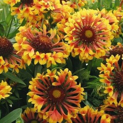 Fanfare Blaze Gaillardia Garden Plant