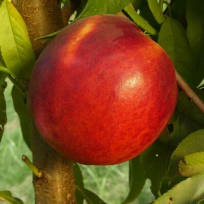 Fantasia Nectarine Garden Plant