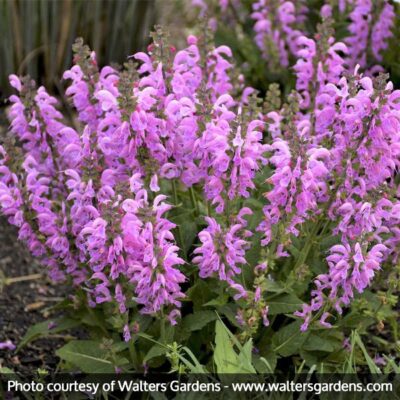 FASHIONISTA Pretty In Pink Salvia Garden Plant