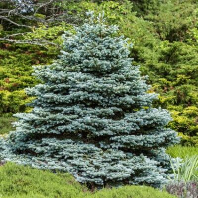 Fat Albert Colorado Blue Spruce Garden Plant