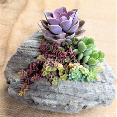 Featherock Succulent Garden Garden Plant