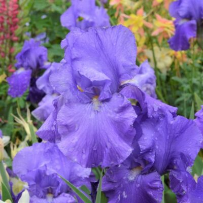 Feed Back Tall Bearded Iris Garden Plant
