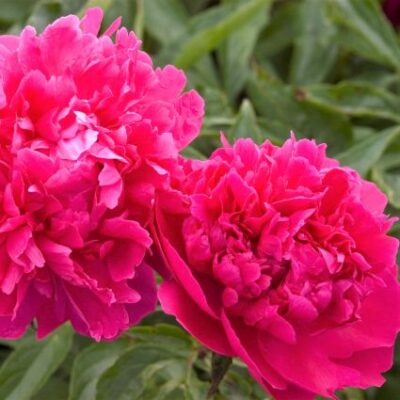 Felix Supreme Peony Garden Plant