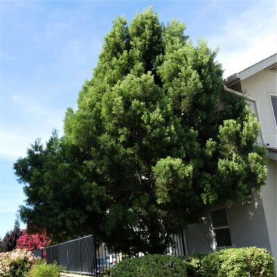 Fern Podocarpus Garden Plant