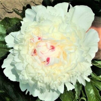 Festiva Maxima Peony Garden Plant