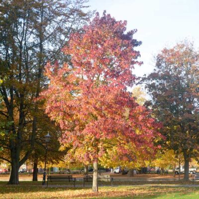 Festival Sweetgum Garden Plant