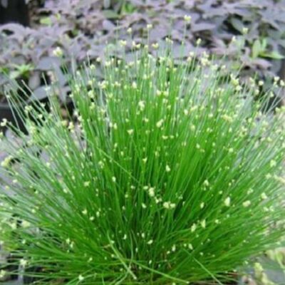 Fiber Optic Grass Garden Plant