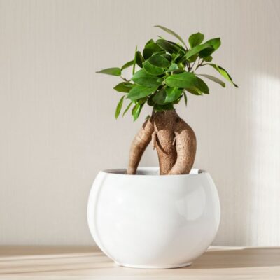 Ficus Ginseng Garden Plant