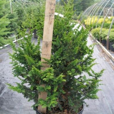 Filicoides Gold False Cypress Garden Plant