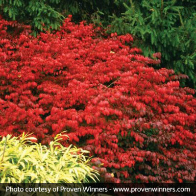 Fire Ball Burning Bush Garden Plant