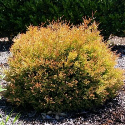 Fire Chief Arborvitae Garden Plant