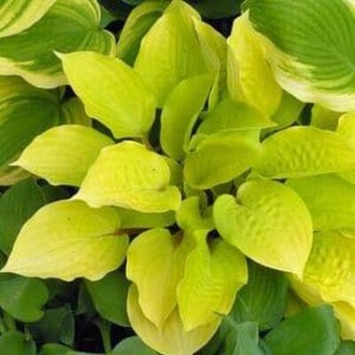 Fire Island Hosta Garden Plant