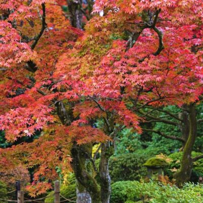 Fireglow Japanese Maple Garden Plant