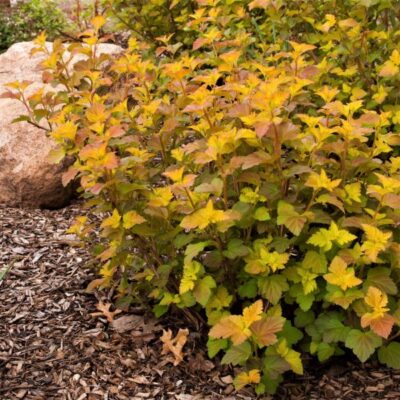 First Editions Amber Jubilee Ninebark Garden Plant