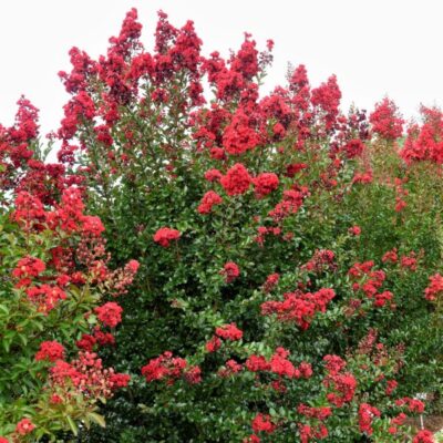 First Editions Ruffled Red Magic Crape Myrtle Garden Plant