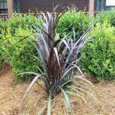First Knight Napier Grass Garden Plant
