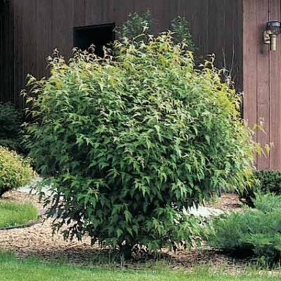 Flame Amur Maple Garden Plant