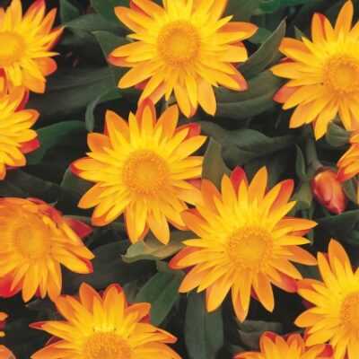 Flame Sundaze Strawflower Garden Plant