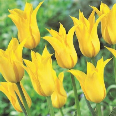 Flashback Tulip Garden Plant