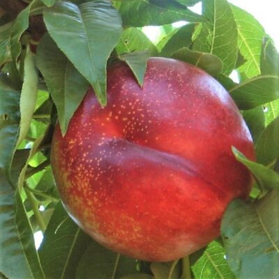 Flavor Gold Columnar Nectarine Tree Garden Plant