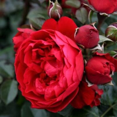 Florentina Arborose Climbing Rose Garden Plant