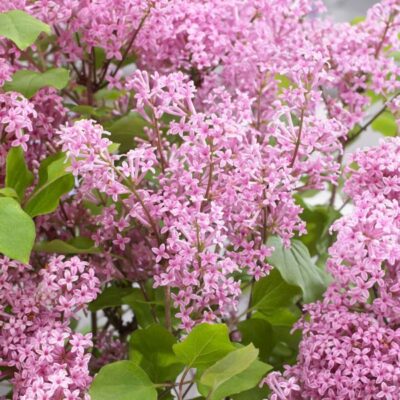 Flowerfesta Pink Dwarf Lilac Garden Plant