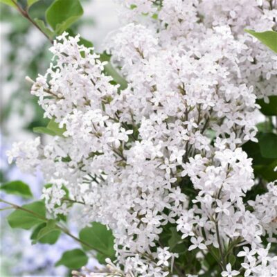 Flowerfesta White Dwarf Lilac Garden Plant