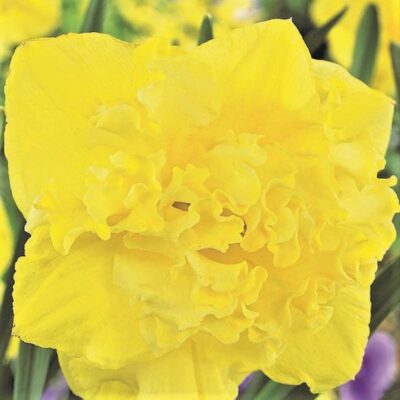 Flyer Daffodil Garden Plant