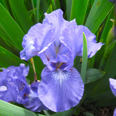 Forever Blue Dwarf Tall Bearded Iris Garden Plant