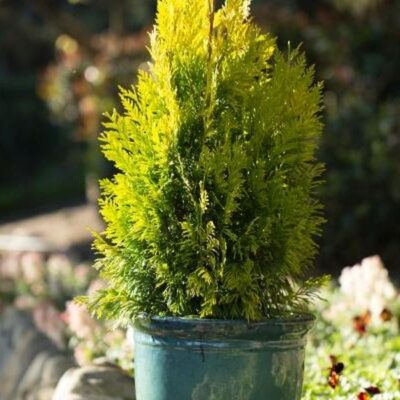 Forever Goldy Arborvitae Garden Plant