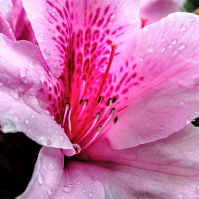 Formosa Azalea Garden Plant