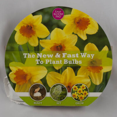 Fortissimo Daffodil Easy Bloom Pad Garden Plant