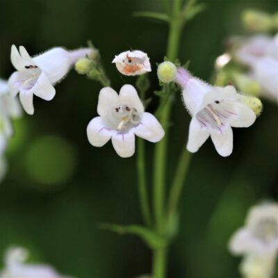 Foxglove Beardtongue Garden Plant