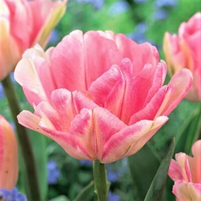 Foxtrot Tulip Garden Plant