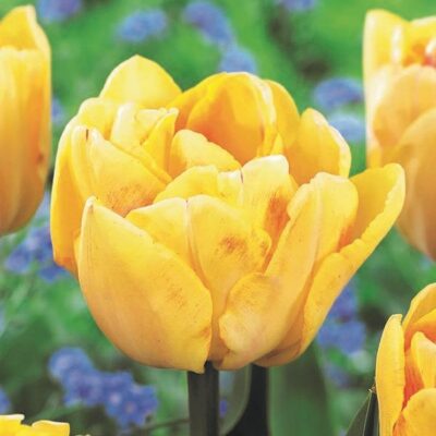 Foxy Foxtrot Tulip Garden Plant