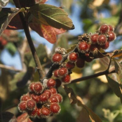 Fragrant Sumac Garden Plant