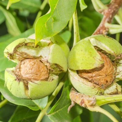 Franquette English Walnut Tree Garden Plant