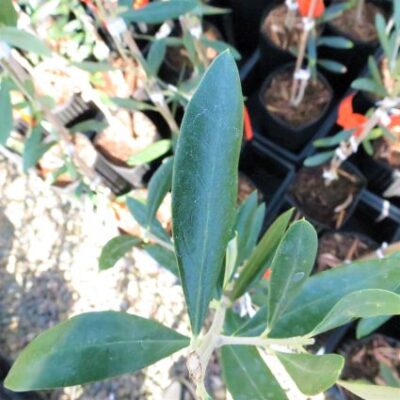 Frantoio Olive Garden Plant