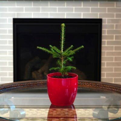 Fraser Fir Tabletop Christmas Tree Garden Plant