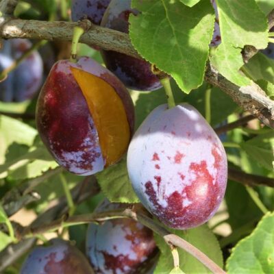 French Improved European Prune Tree Garden Plant