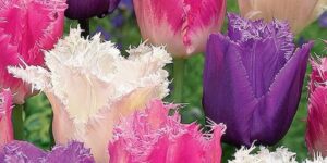Fringed Trio Tulip Mix Garden Plant