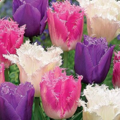 Fringed Trio Tulip Mix Garden Plant