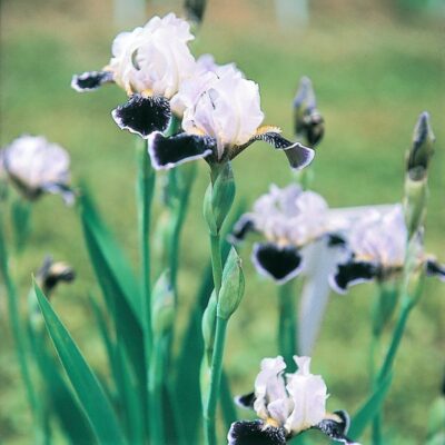 Frosted Velvet Tall Bearded Iris Garden Plant