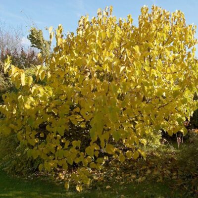 Fruiting Dwarf Black Mulberry Garden Plant