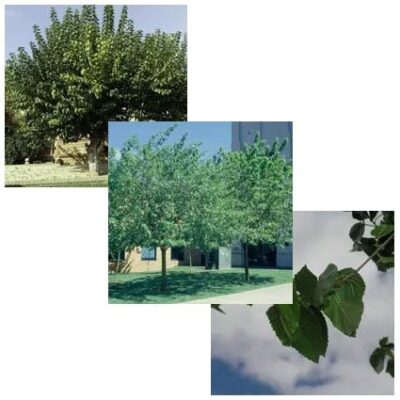 Fruitless White Mulberry Garden Plant