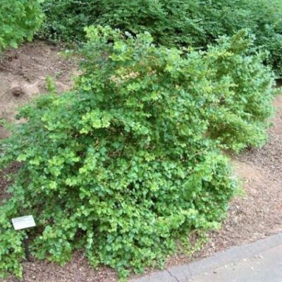 Fuchsia Flowering Gooseberry Garden Plant