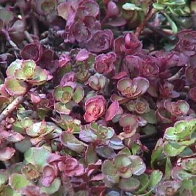 Fuldaglut Sedum Garden Plant