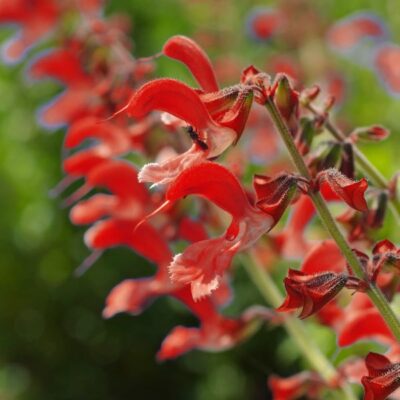Furmans Red Salvia Garden Plant