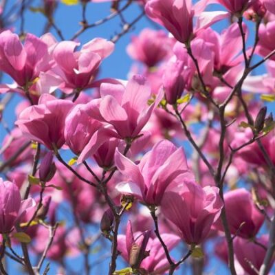 Galaxy Magnolia Garden Plant