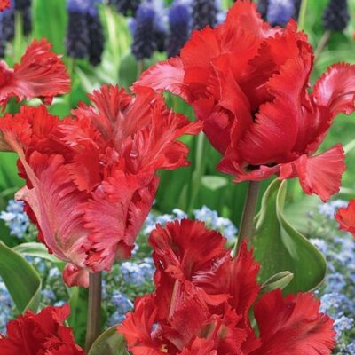 Garden Fire Tulip Garden Plant